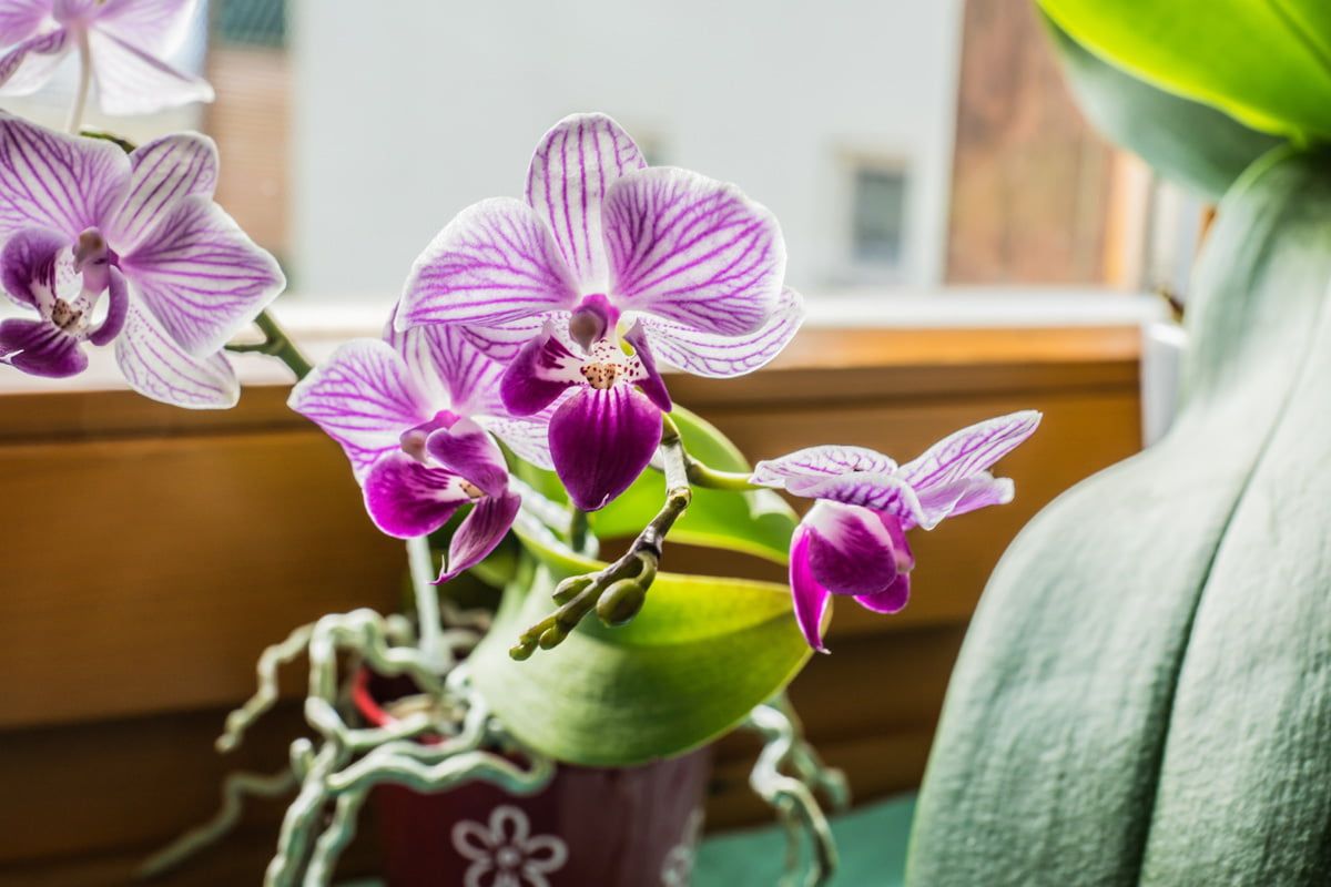 Orchideen
