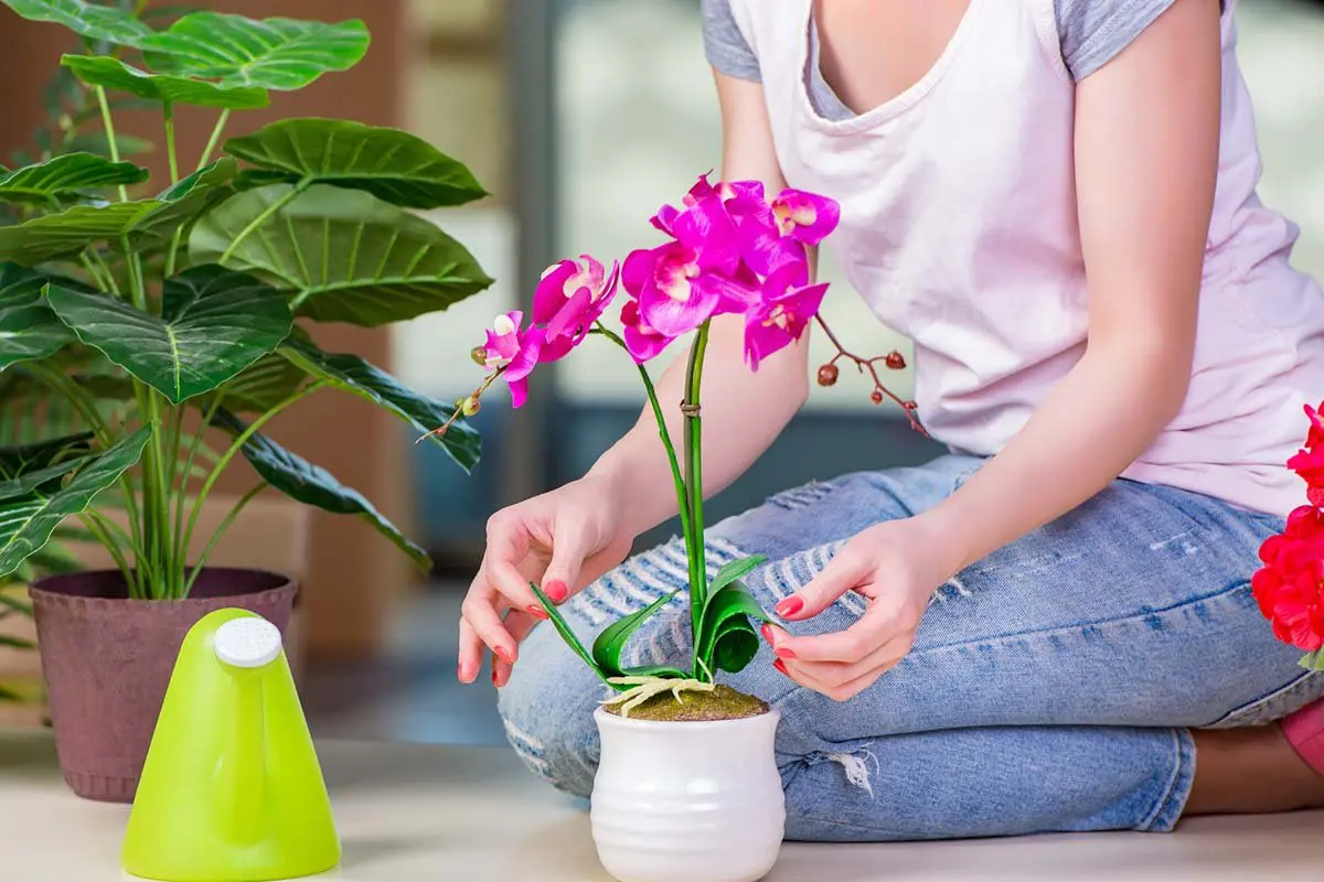 Gießen Sie die Erde in einen Topf. Die Orchidee wird schnell wieder aufleben und neue Blüten bilden.