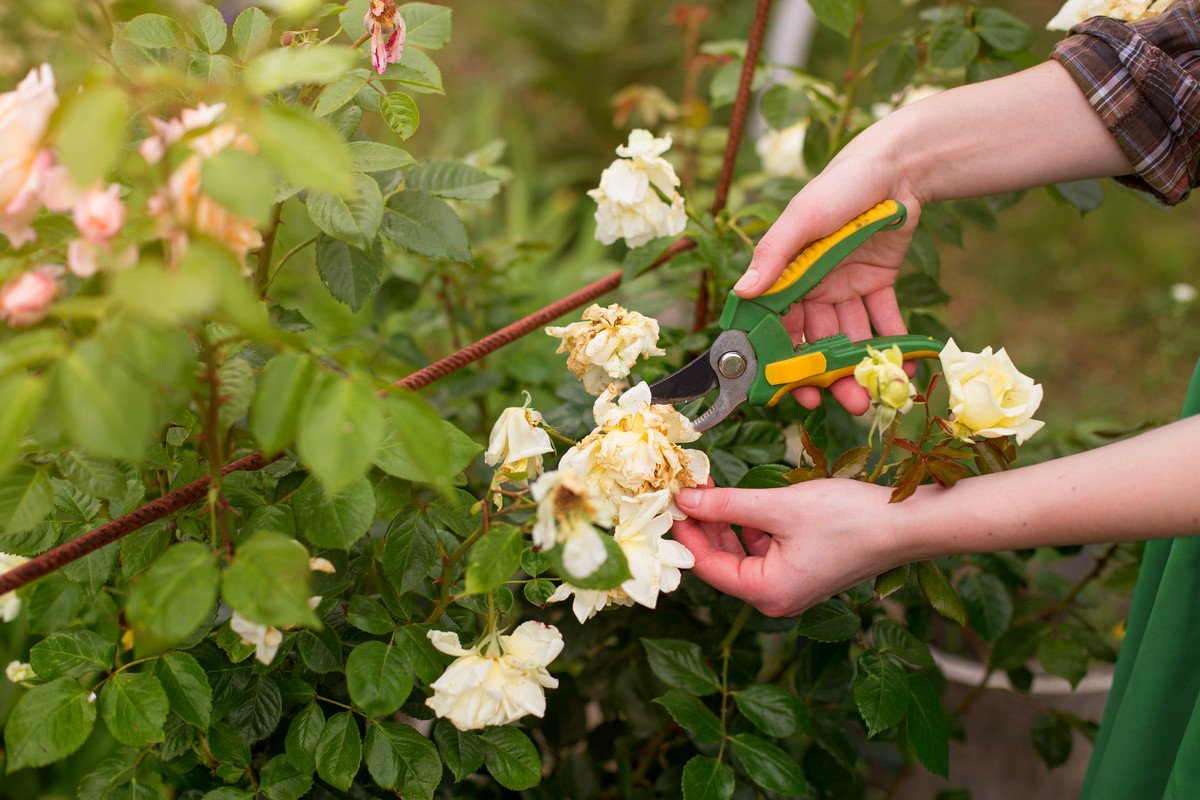 Wie schneidet man Rosen nach der Blüte?