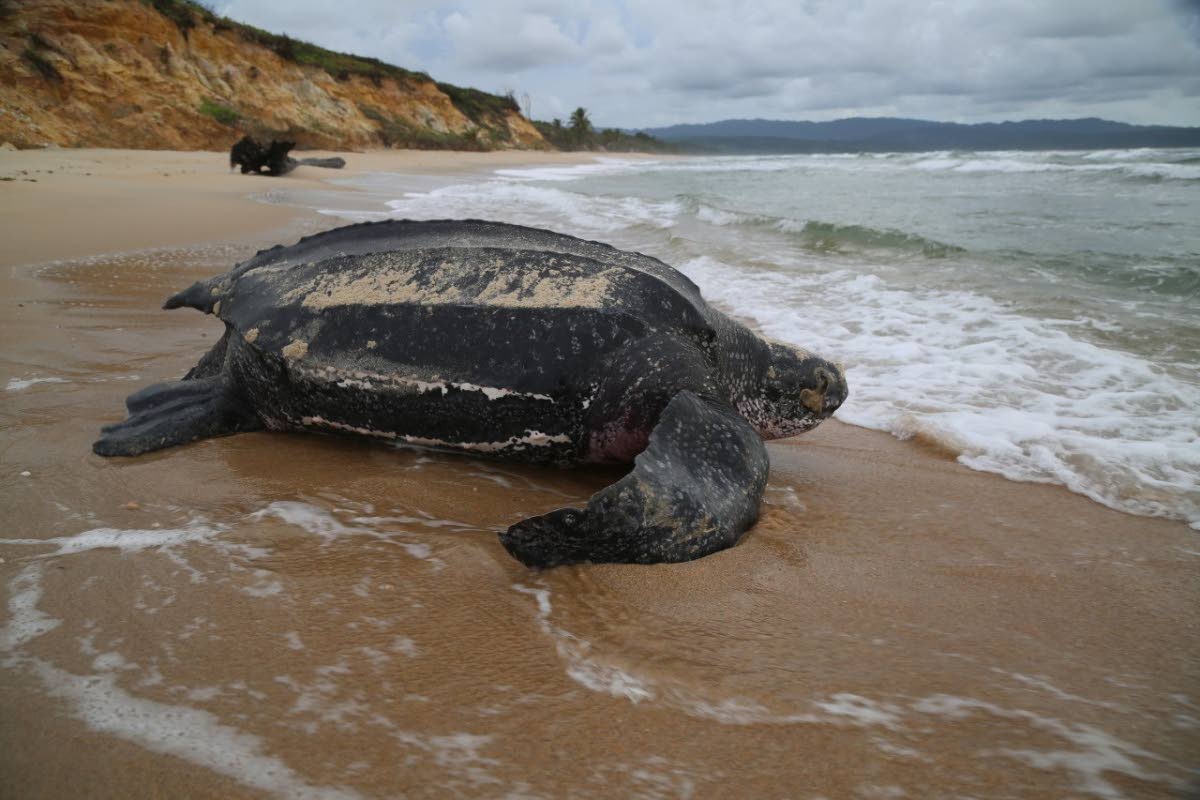 In El Saler (Valencia) wurde eine der größten Schildkröten der Welt tot aufgefunden