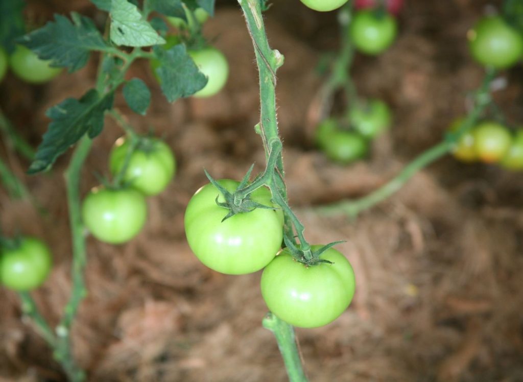 Schutz von Tomaten vor Hitze. Große, saftige und gesunde Früchte für die ganze Saison