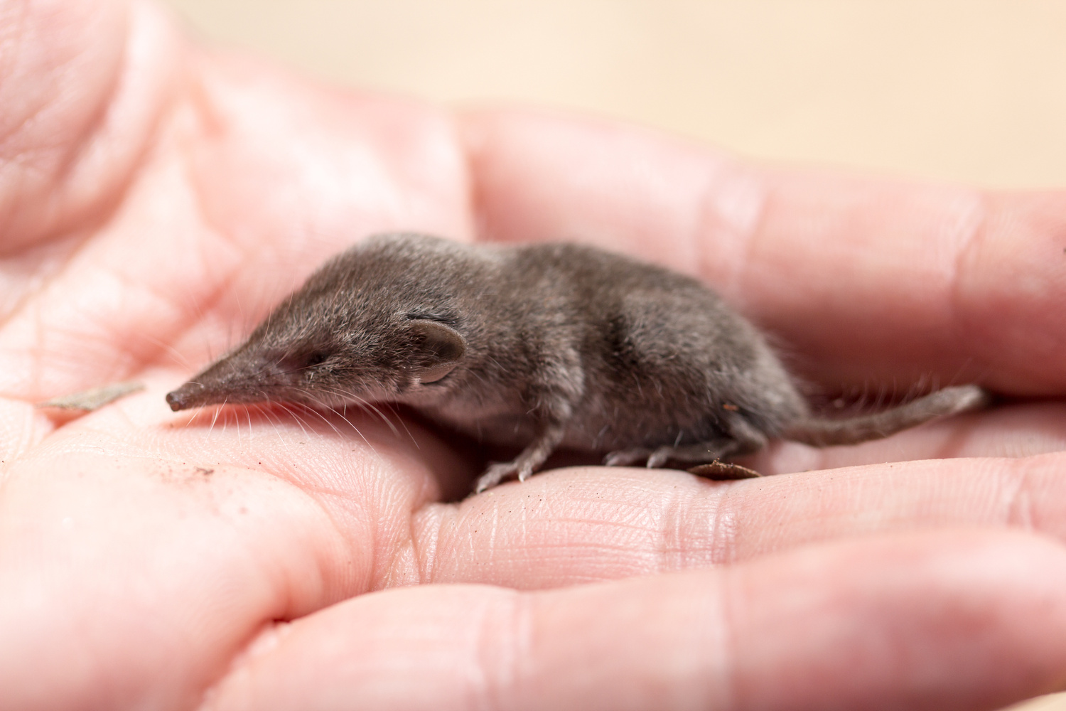 Der Rotfußtierchen ist keine Maus. Was tun, wenn er ins Haus kommt?