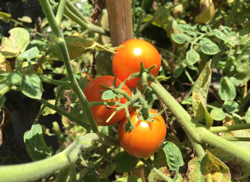 Schutz von Tomaten vor Hitze. Große, saftige und gesunde Früchte die ganze Saison über