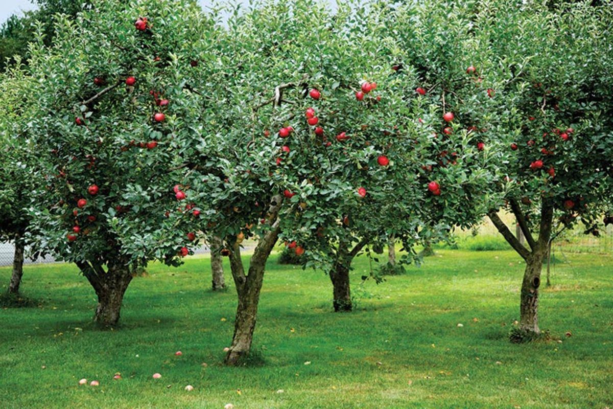Im Sommer erhöht diese einfache Maßnahme am Fuße der Obstbäume die Luftfeuchtigkeit und garantiert eine reichhaltige Ernte ohne übermäßiges Gießen.