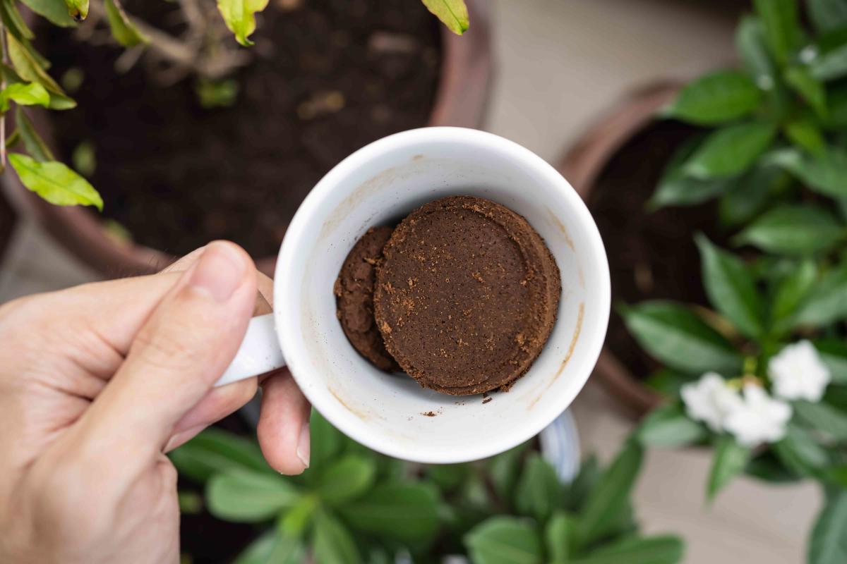 Diese 15 Pflanzen lieben Kaffeesatz, der ihnen wöchentlich unter die Wurzeln gestreut wird, und dank dieser natürlichen Methode wachsen sie doppelt so gut. „Ich hätte nie gedacht, dass meine Hortensien Kaffeesatz so lieben würden.“