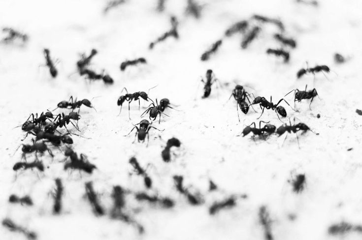 Auf Wiedersehen, Ameisen: Wie man sie mit einem Wattebausch loswird