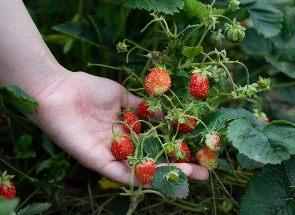 Streuen Sie alles rund um die Erdbeeren aus. Es wirkt wie ein natürlicher Dünger und eine Barriere gegen Schnecken.
