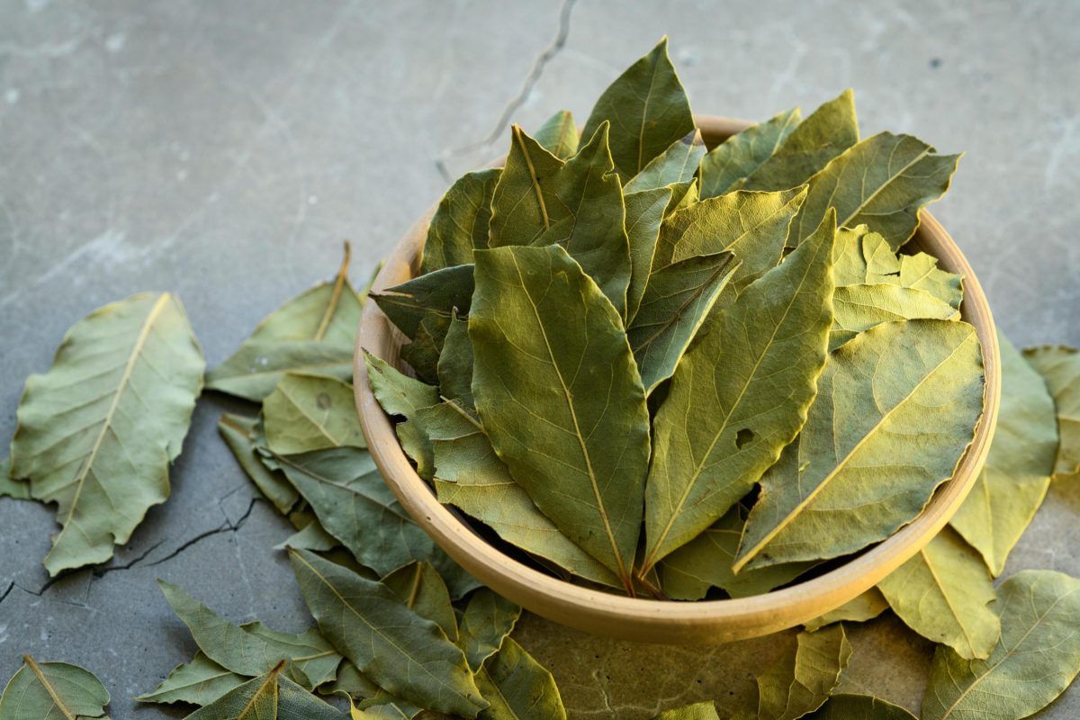 Eine aromatische Pflanze, die hilft, Insekten und Ratten aus Ihrem Zuhause zu vertreiben