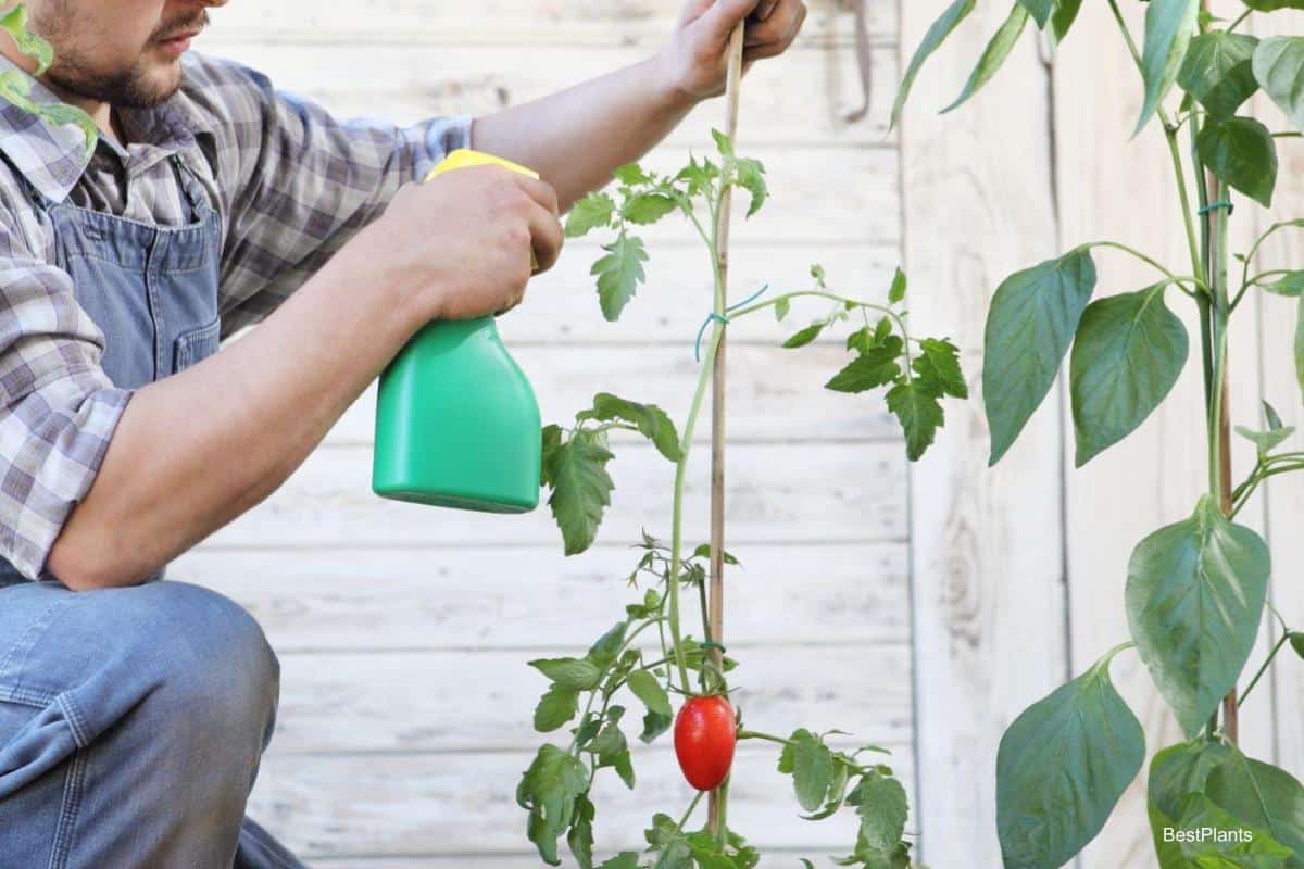 Tomaten rette ich nach dem Regen mit einer Sprühflasche. Ich messe 100 ml ab, fülle Wasser hinzu, und der Mehltau bleibt fern.