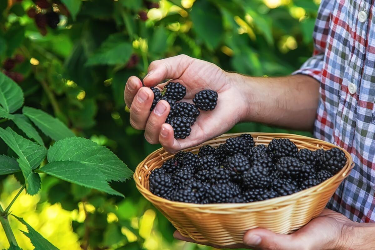 Wie kann man in der Hitze des Sommers saftige Brombeeren ernten? Nützliche Tipps für Ihren Garten