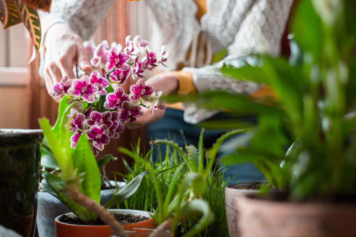 Orchideen