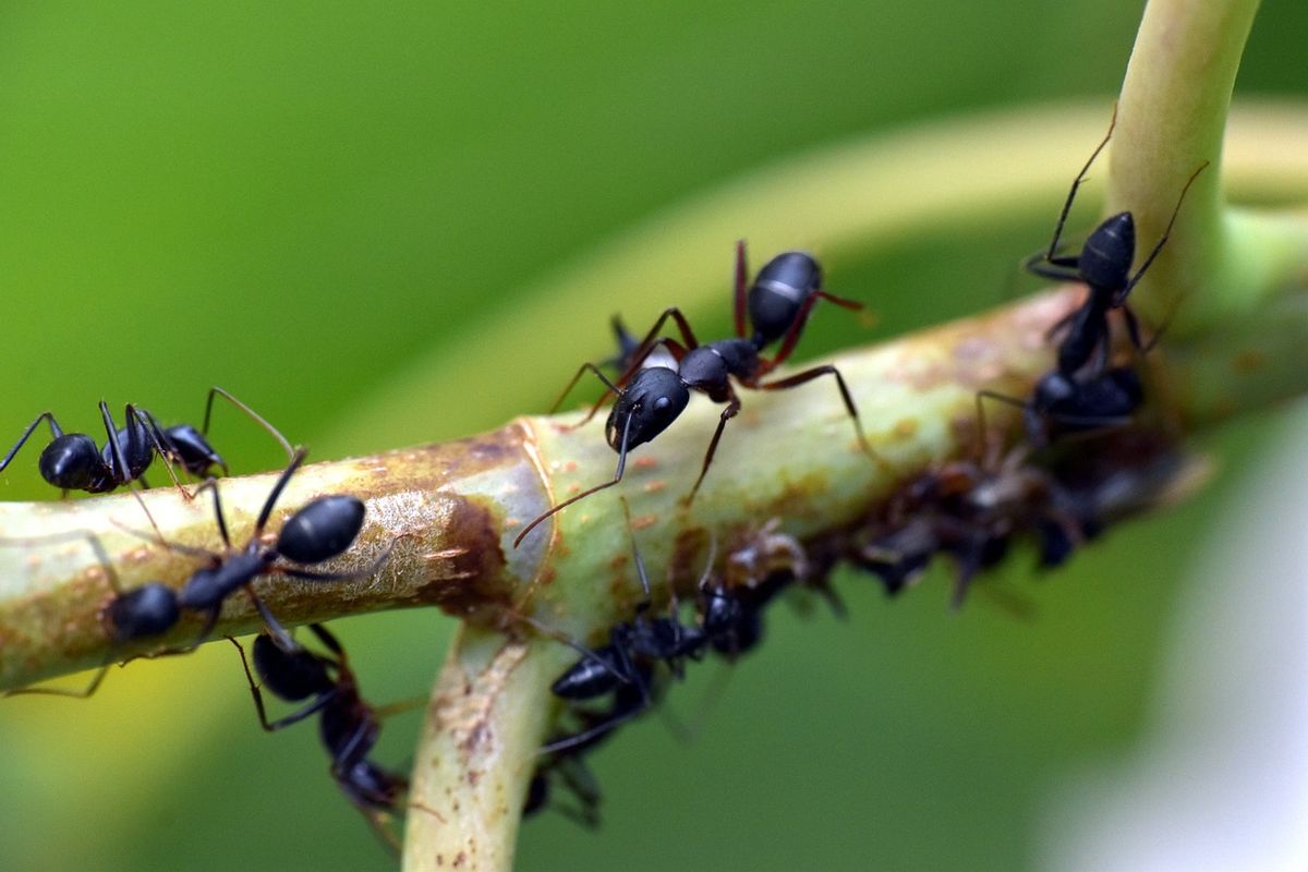 Womit kann man Ameisen im Garten bestreuen? Auf keinen Fall mit Backpulver, nehmen Sie lieber ein anderes Produkt