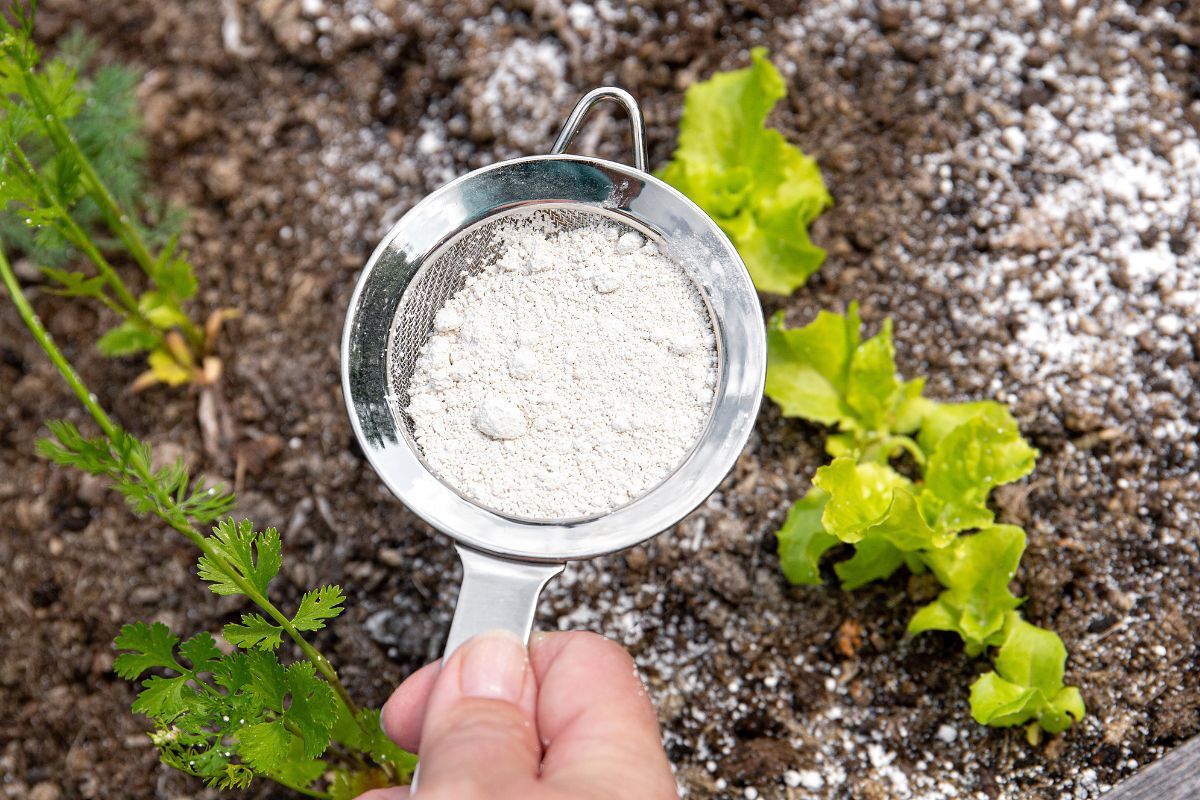 Womit kann man Ameisen im Garten bestreuen? Auf keinen Fall mit Backpulver, nehmen Sie lieber ein anderes Produkt