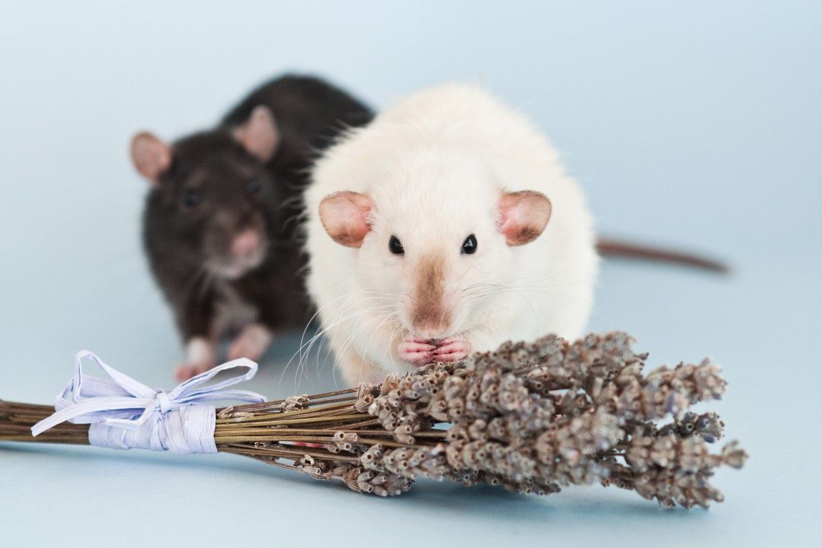 ratten