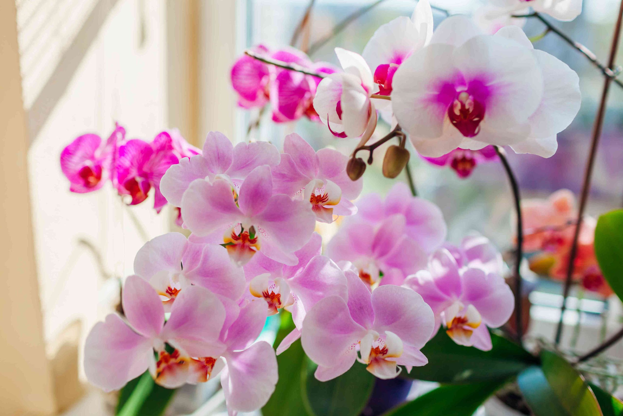 Nimm den Topf und stell ihn in eine Schüssel. Danke nicht, aber das ist die beste Art, eine Orchidee zu düngen. Nach dieser Behandlung blüht sie, bevor du dich versiehst.