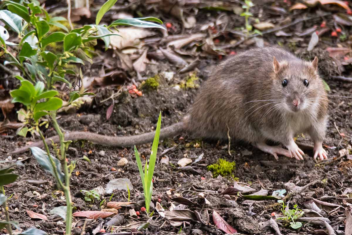 Ratten