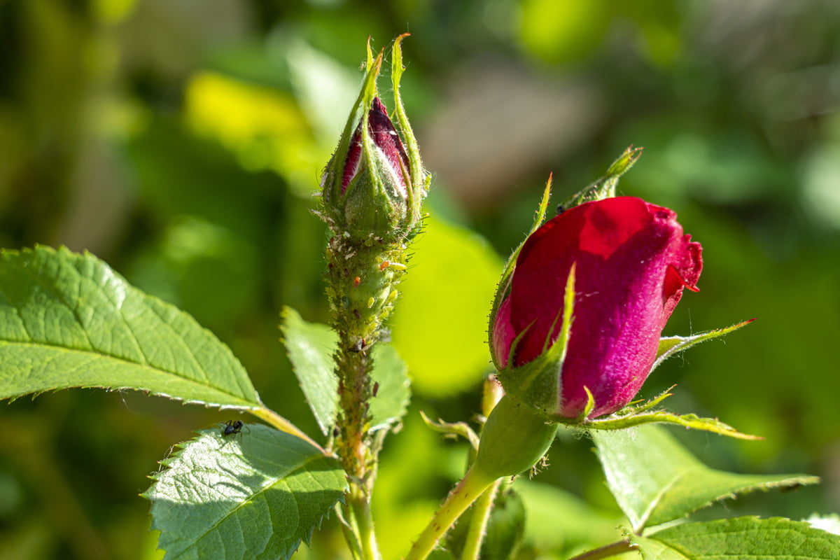 Schützen Sie Ihre Rosen vor Blattläusen – das ist ein einfacher Schritt, der viel bewirkt und von Profis systematisch angewendet wird