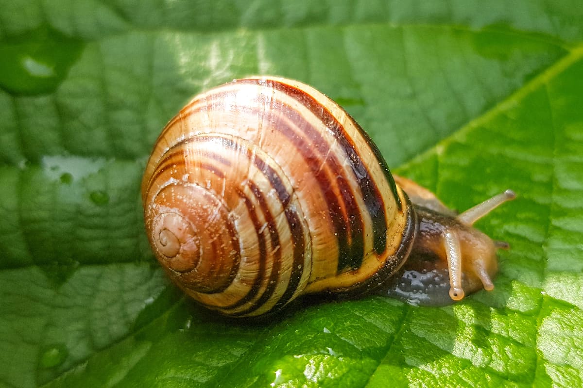 Nimm es deinem Mann vom Frühstück weg und streue es auf dem Rasen und der Terrasse aus. Die Schnecken werden schneller weglaufen, als du „ui-ui“ sagen kannst.