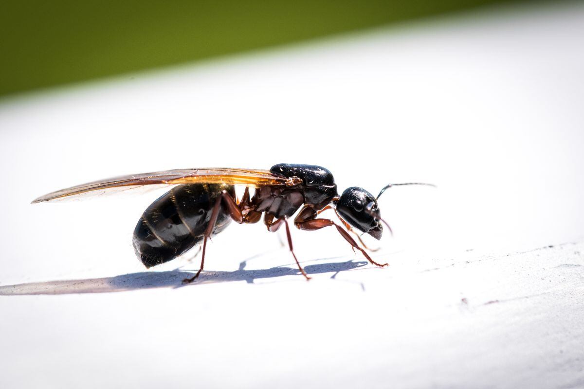 Fliegende Ameisen in Ihrem Haus tauchen nicht zufällig auf: Was zieht sie an (und wie kann man sie für immer loswerden)?