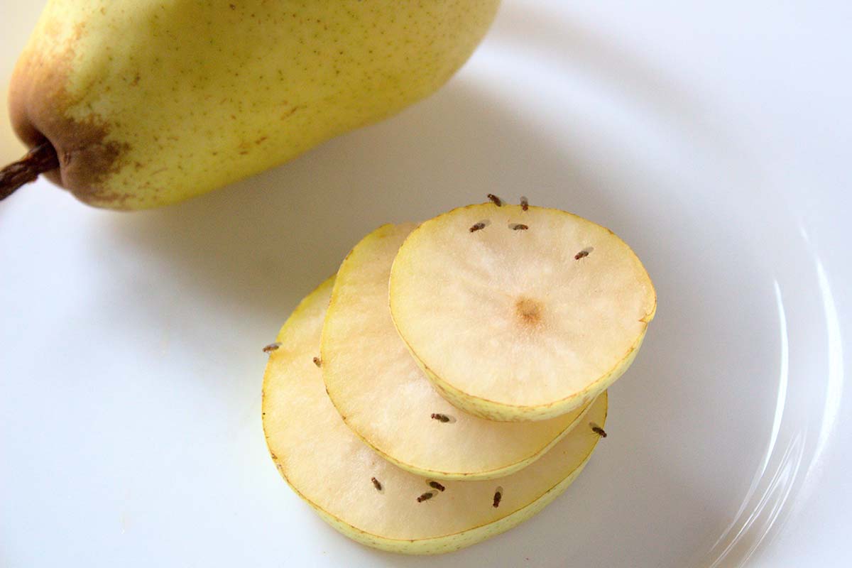 Fruchtfliegen in Ihrer Küche? Mit diesem natürlichen Mittel werden Sie sie innerhalb eines Tages los.
