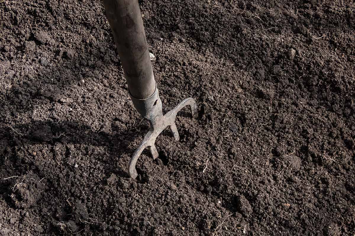 Möchten Sie diesen Sommer eine reiche Ernte einfahren? Pflanzen Sie diese beiden Gemüsesorten zusammen, um Schädlinge fernzuhalten und Ihren Ertrag zu verdoppeln