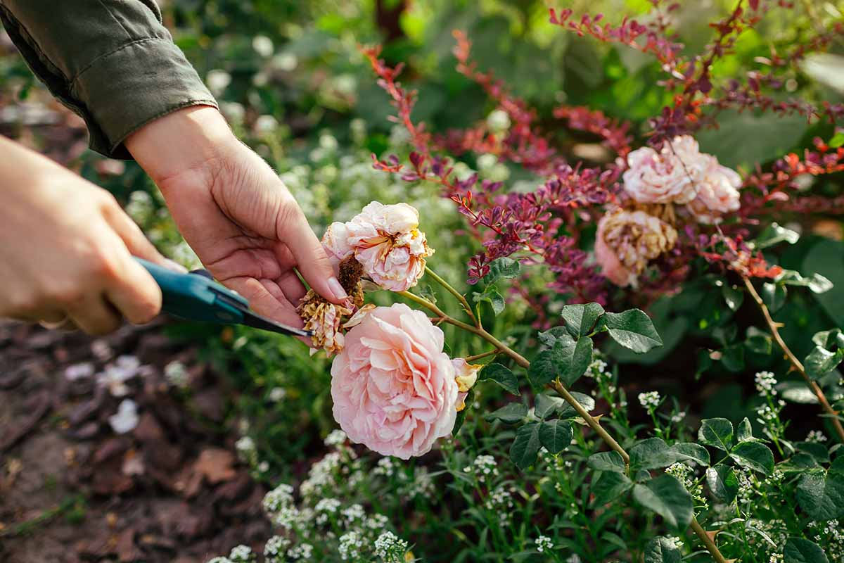 Wie schneidet man Rosen nach der Blüte?