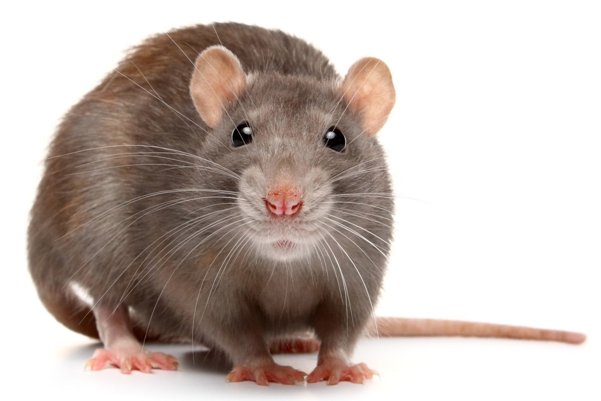 Eine aromatische Pflanze, die hilft, Insekten und Ratten aus Ihrem Zuhause zu vertreiben