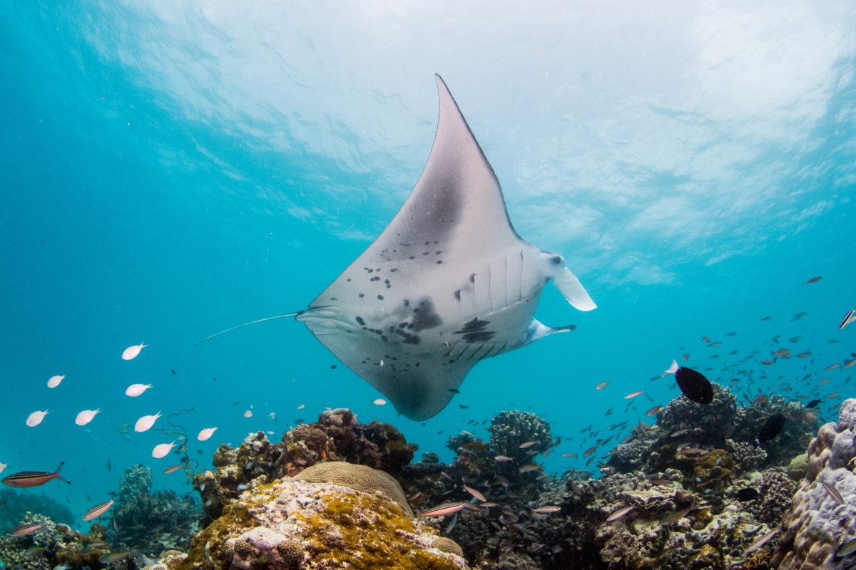 Alarm im Mittelmeer wegen der Ankunft der „Teufel der Meere“: Immer mehr Sichtungen und unerklärliche Strandungen riesiger Mantarochen