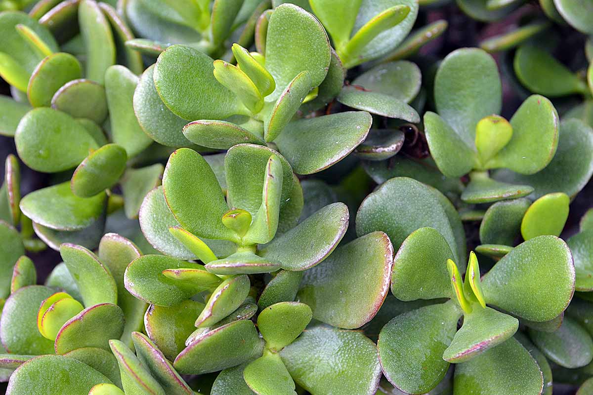 Laut Feng-Shui-Experten ist dies der ideale Standort für die Pflanze „Jade“, um Reichtum, Lebensenergie und Glück anzuziehen.