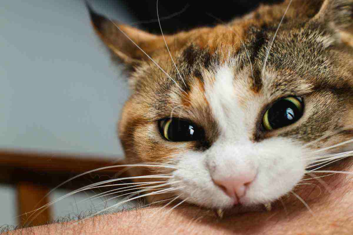 Was bedeutet es laut Experten, wenn eine Katze ihren Besitzer immer beißt?