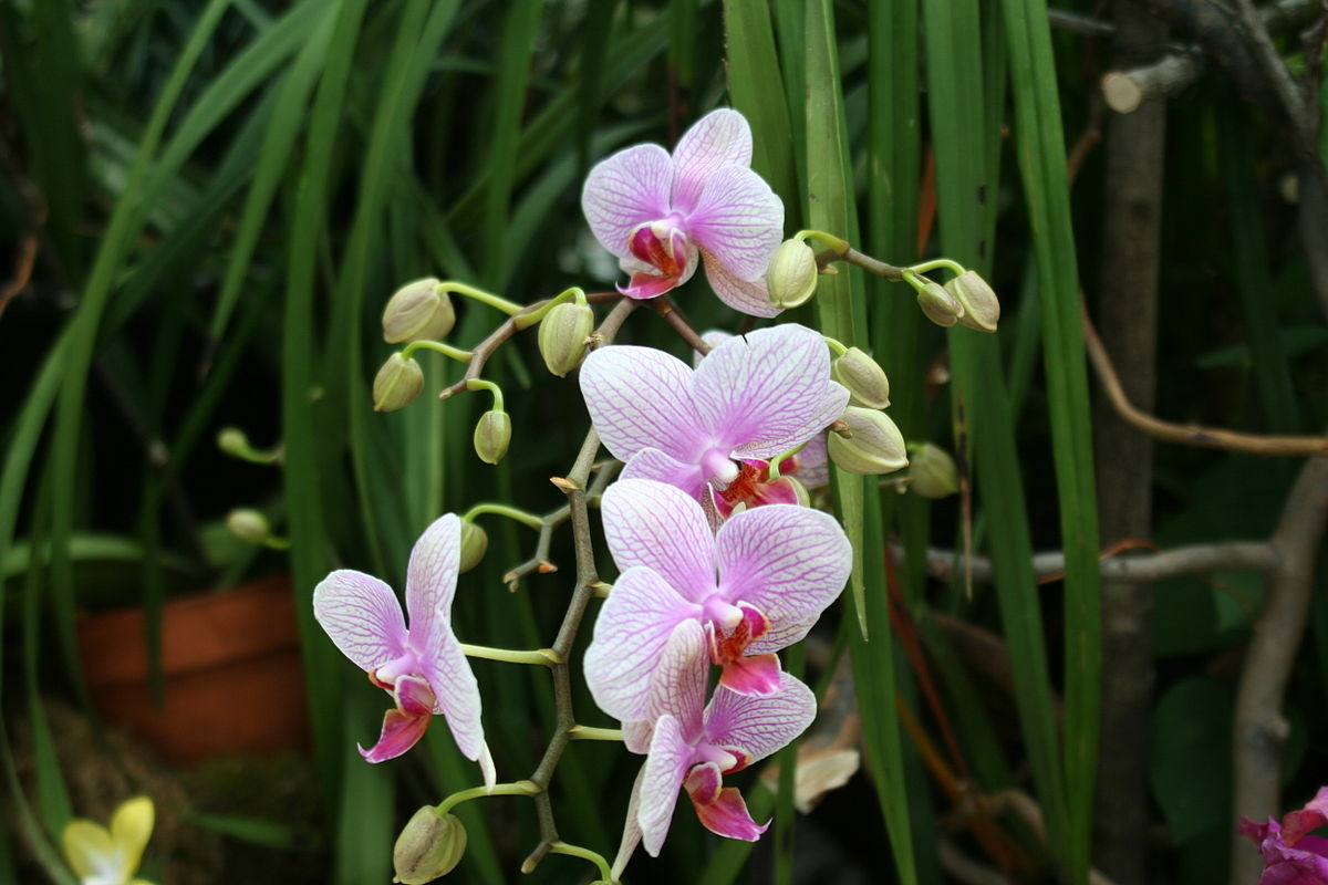 Geben Sie einen Teelöffel dieser Würzmischung in den Topf. Die Orchidee wird Sie mit ihren Blüten erfreuen