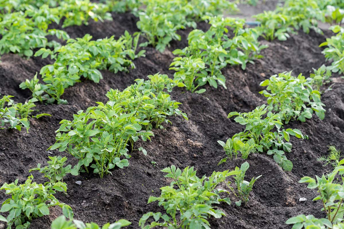 Zwei wichtige Schritte, die Sie im Juli unternehmen sollten, um eine reichhaltige Ernte an Süßkartoffeln zu erzielen und Ihren Sommergarten zu beleben