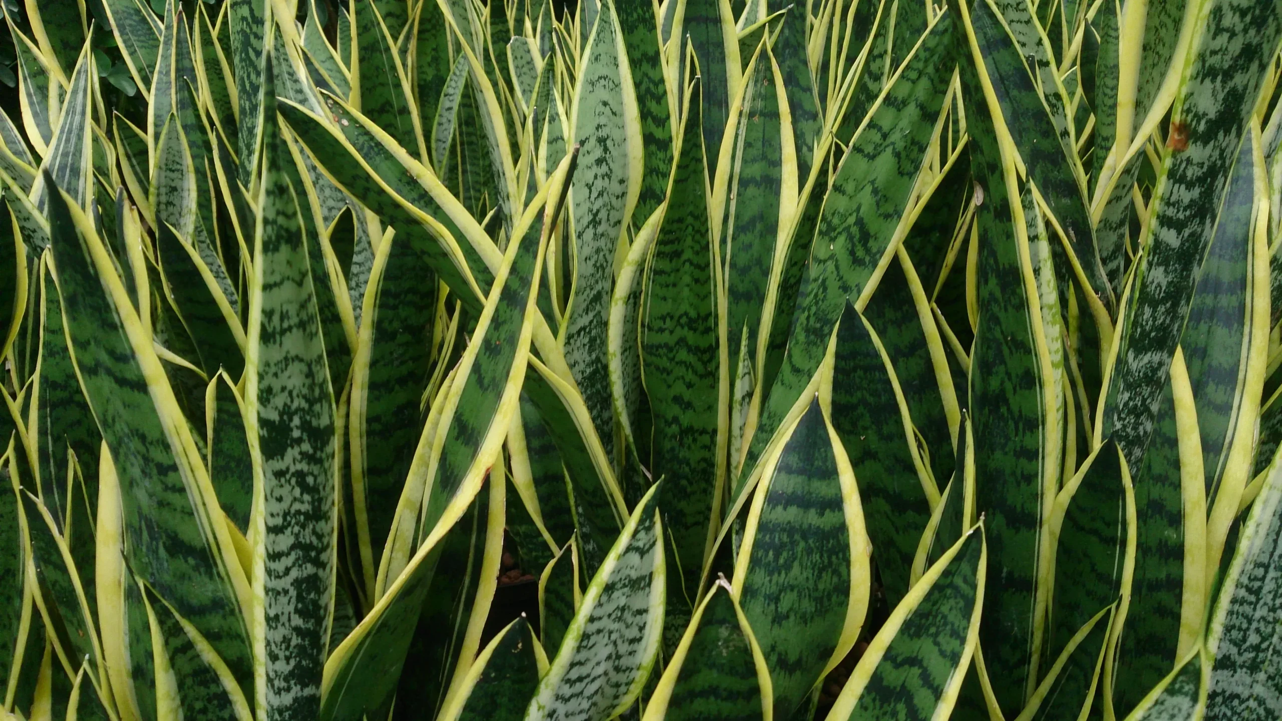 Ich stelle den Dünger für meine Sansevieria aus 1 Küchenabfall her. Nach dieser Düngung schießt sie mit einer Krone aus Blättern in die Höhe