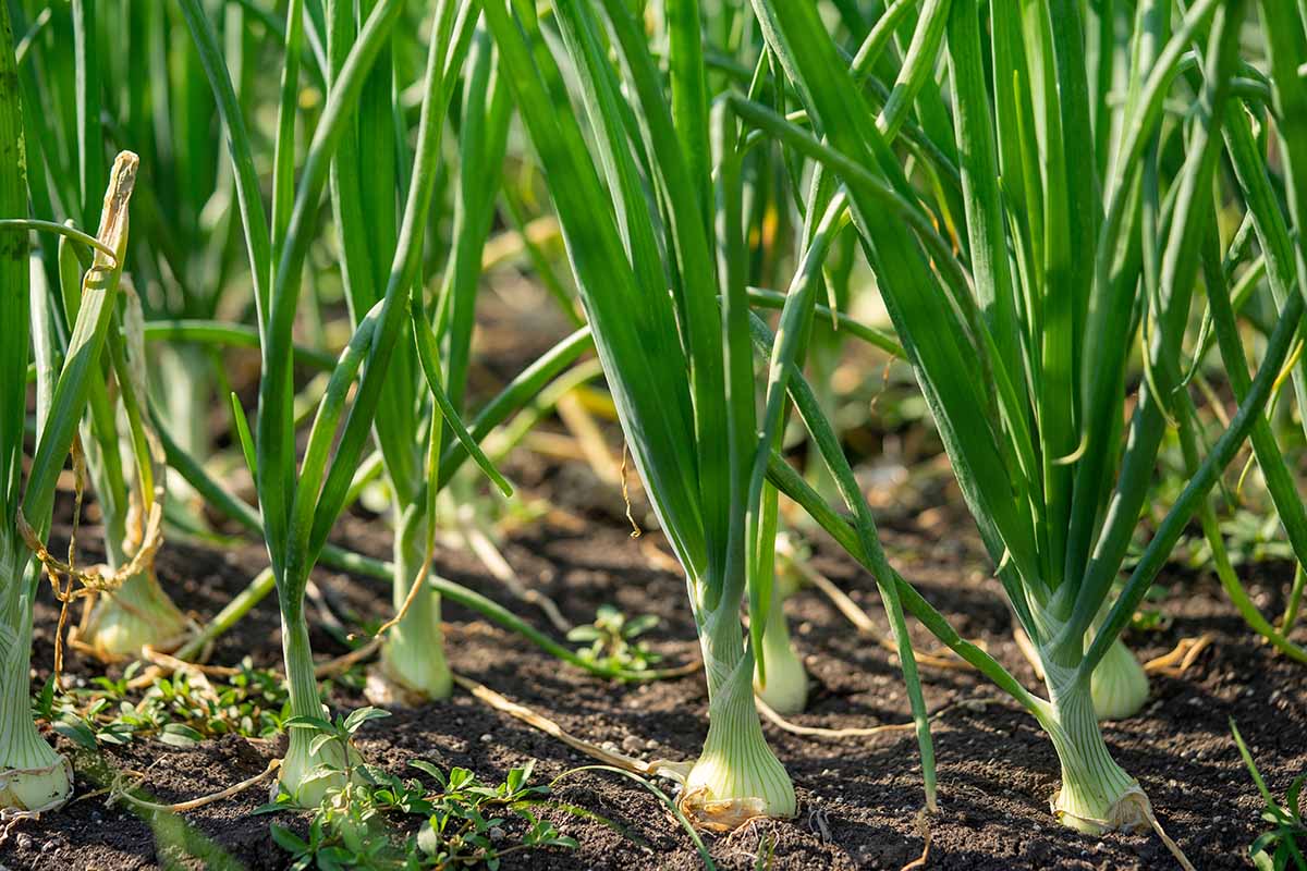Wächst in Ihrem Garten Zwiebeln? Dann steht bald ein wichtiger Termin an