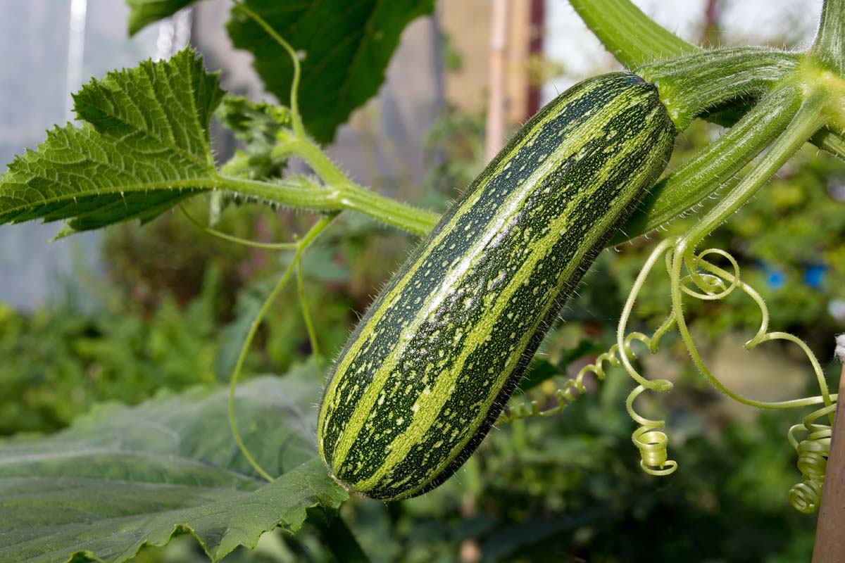 Zucchini