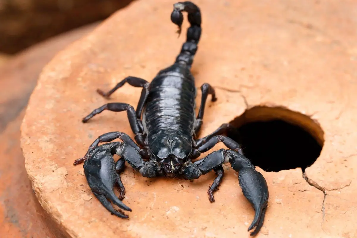 Skorpione