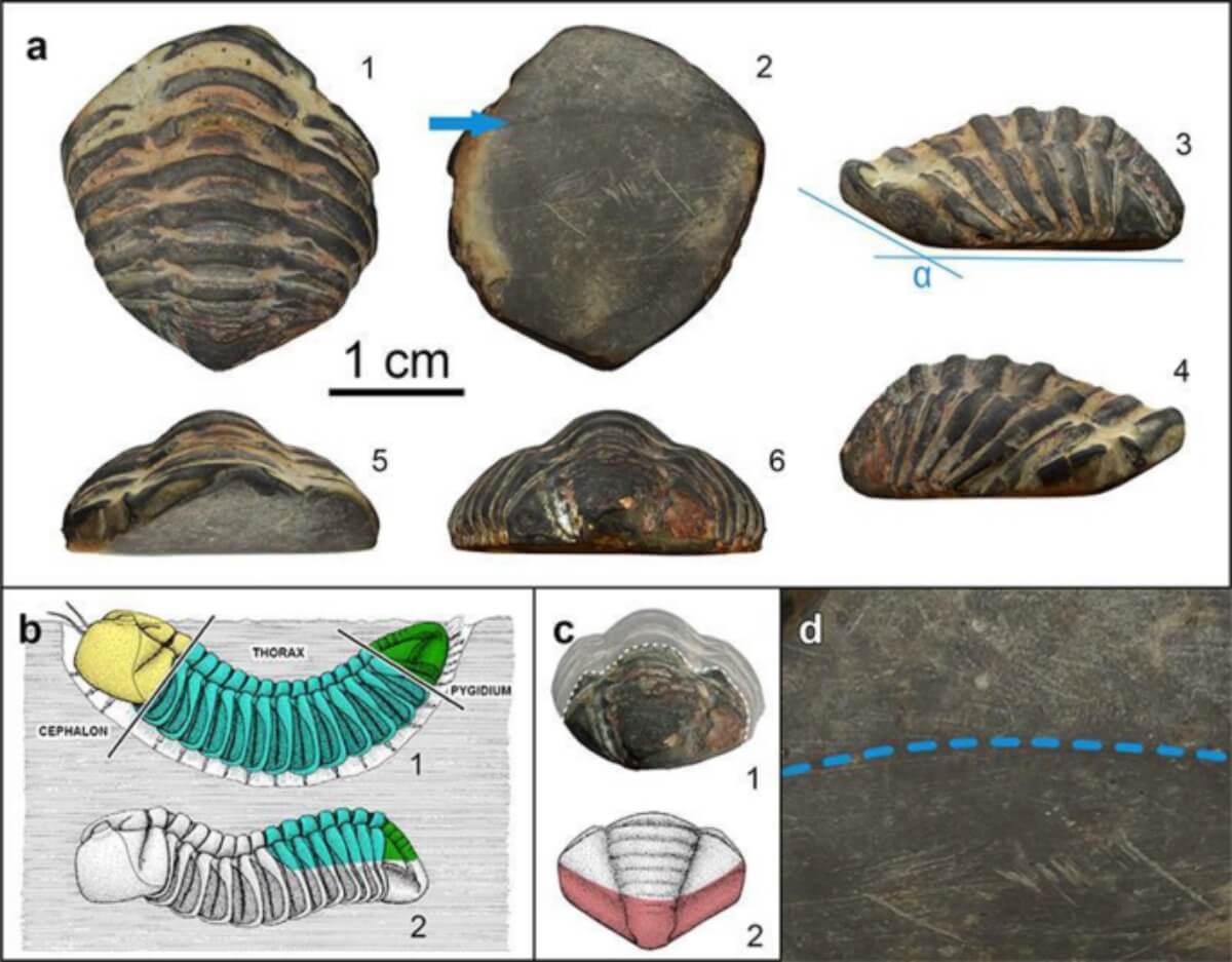 Archäologen haben einen 450 Millionen Jahre alten Trilobiten entdeckt, der im Römischen Reich als Amulett verwendet wurde: Er wurde auf der Müllhalde eines Luxushauses in Galicien gefunden.