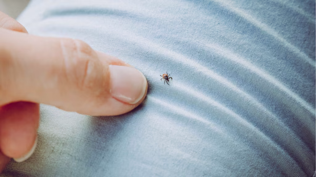 Es handelt sich um ein natürliches Mittel, das Zecken, Flöhe und Mücken abwehrt.