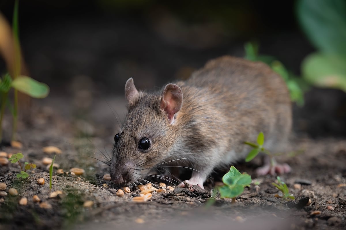 ratten