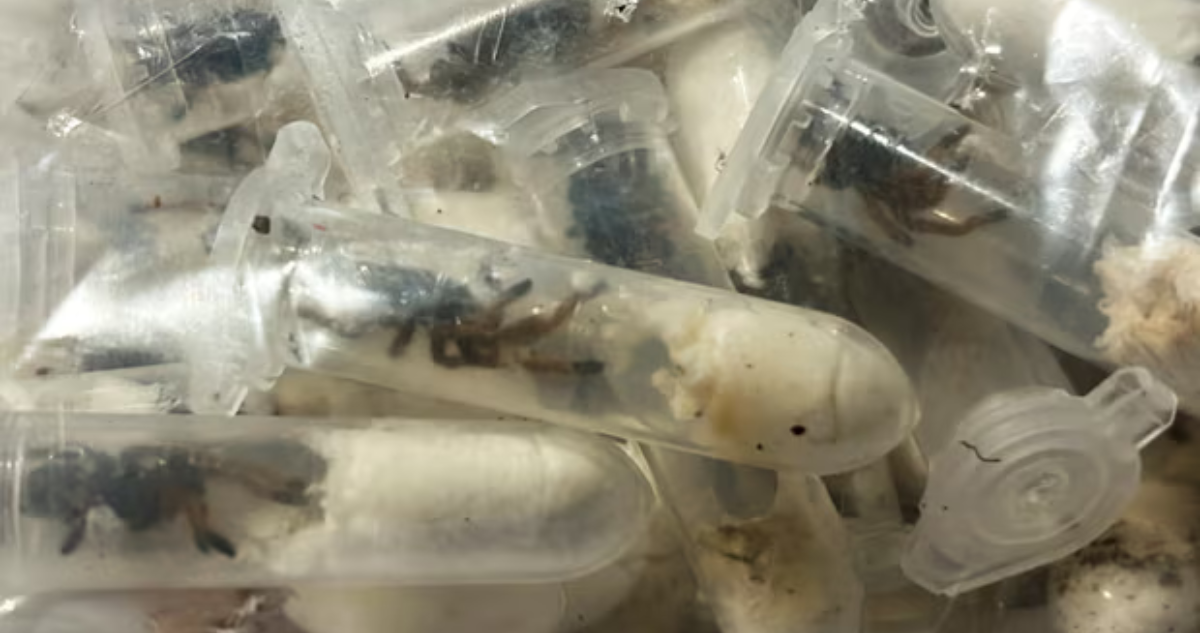Am Flughafen in Deutschland wurden 1500 Spinnen entdeckt, die in Kekspackungen versteckt waren: Sie kamen aus Vietnam