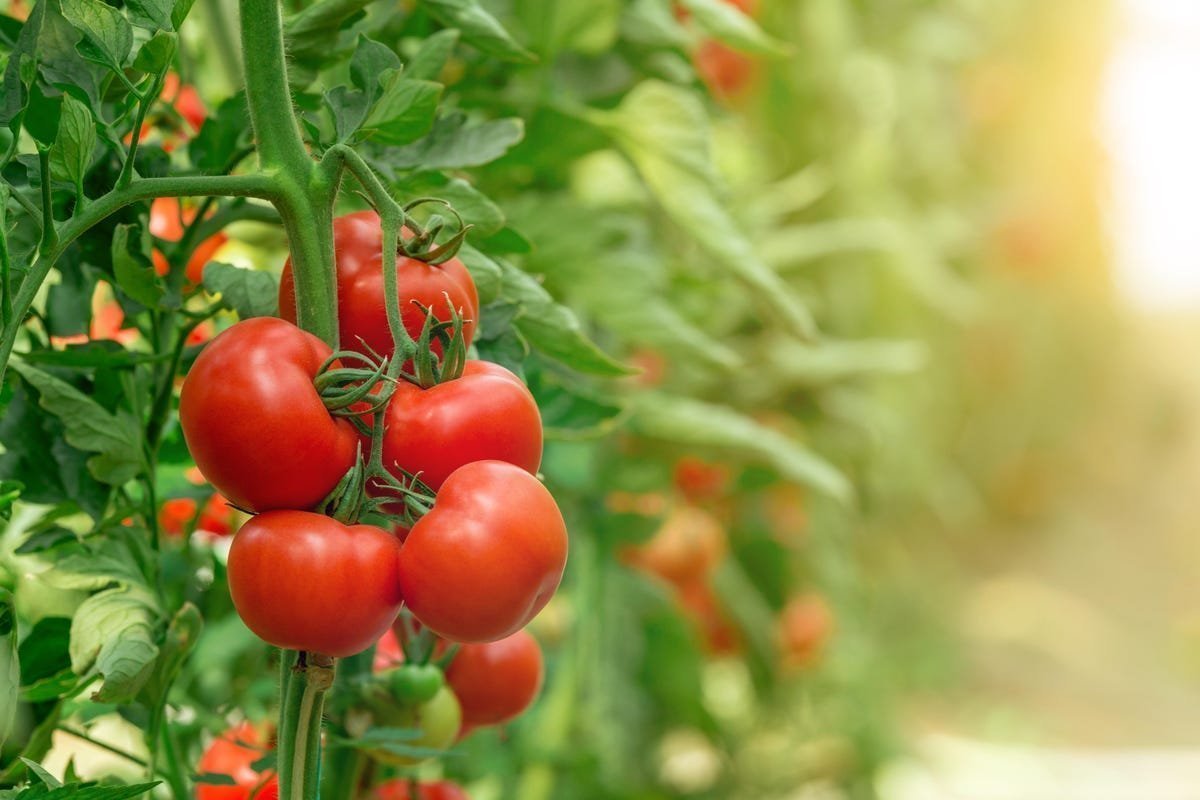 Der einzige Dünger, den Tomaten im August benötigen, damit sie bis Oktober fleischig und schmackhaft bleiben