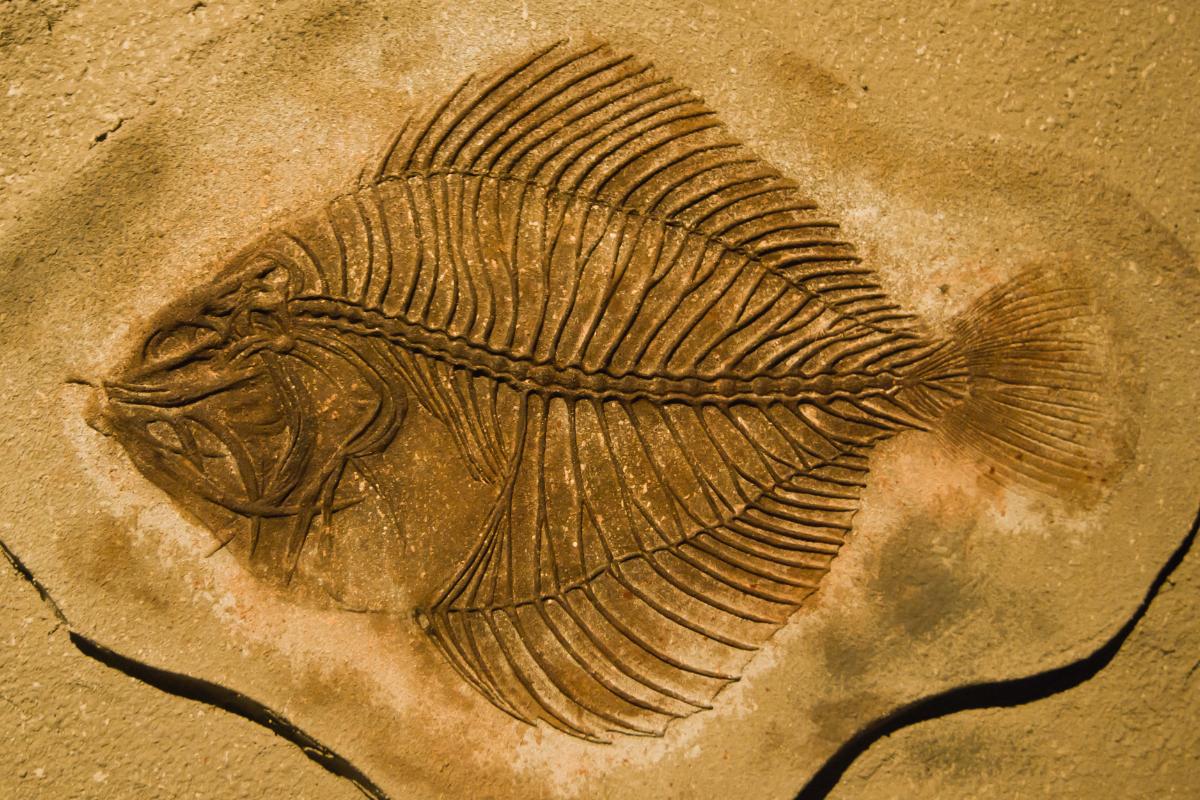 Fossilien von Jurassic-Fischen gefunden, die beim Versuch, einen versteinerten Tintenfisch zu verschlucken, erstickt sind