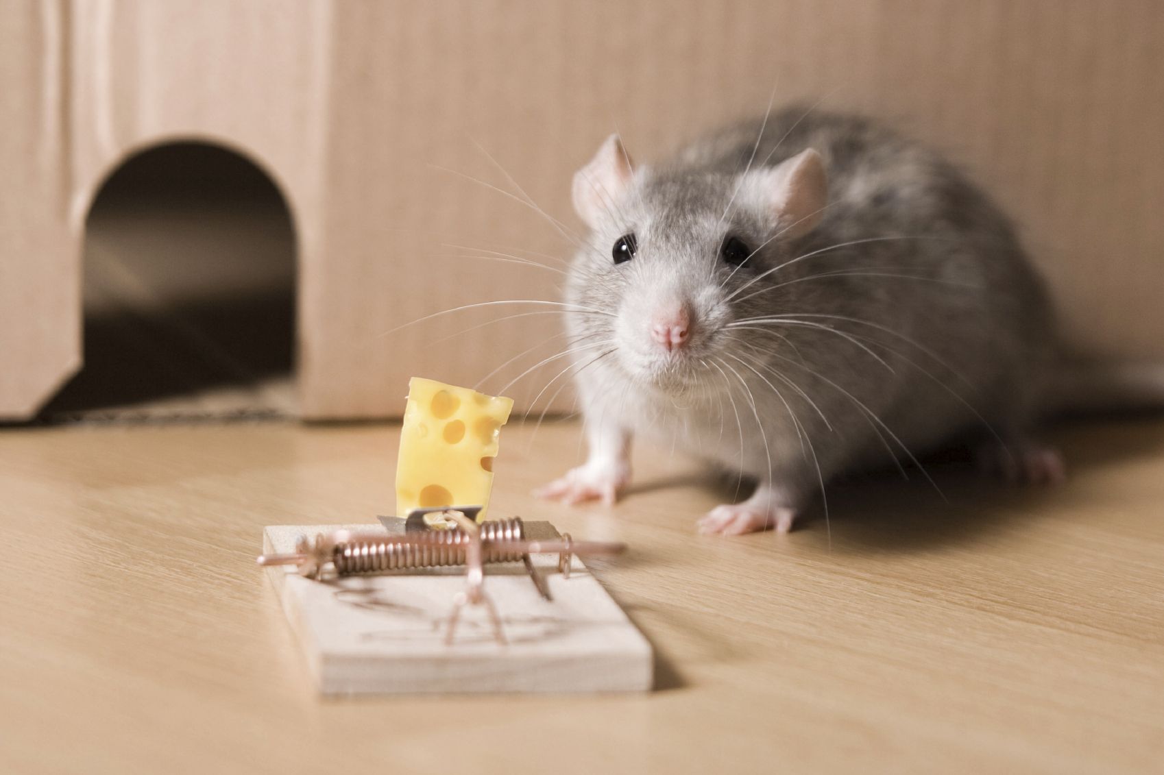 Auf Wiedersehen, Ratten und Mäuse: Wie man sie mit einem einzigen Blatt loswird