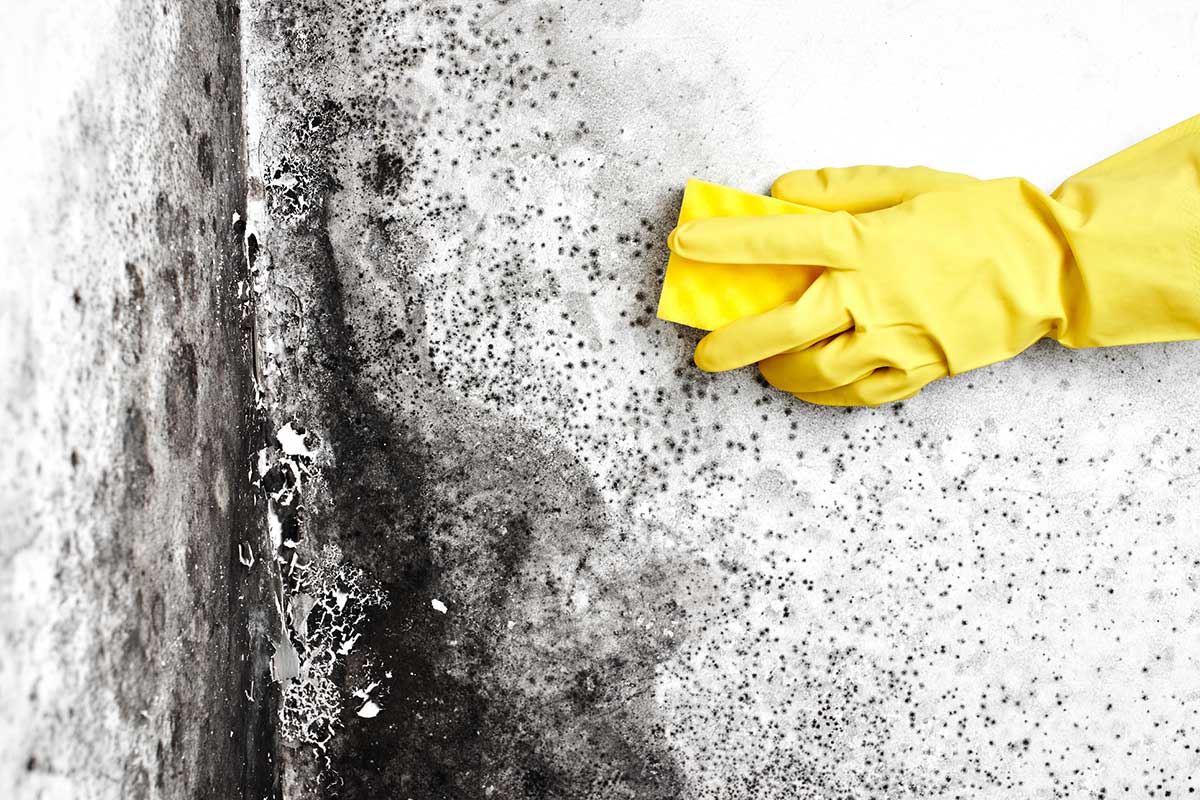 Nie wieder Schimmel an den Wänden: 5 wichtige Schritte für Sauberkeit und Gesundheit in Ihrem Zuhause