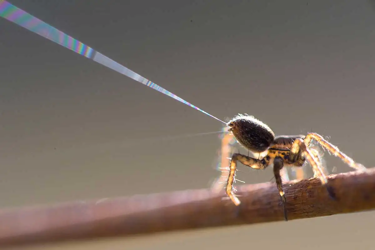 Spinne