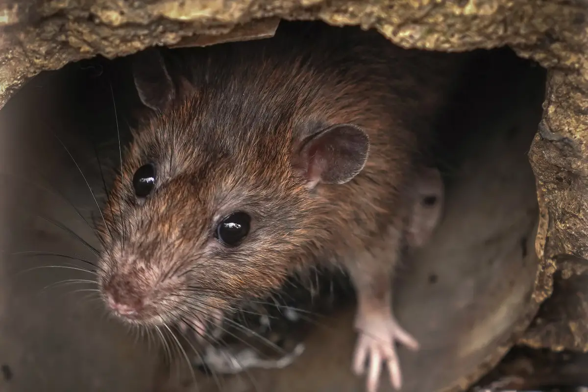 Wie man Ratten und Mäuse mit Lorbeerblättern vertreibt: die einfachste und natürlichste Methode