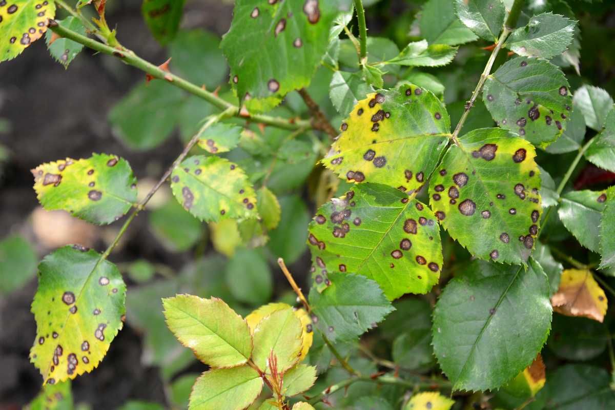 Zerstört Schwarzfleckigkeit Ihre Rosen? Dieses Spray wirkt wirklich! Expertentipps zur Rettung Ihrer Sträucher