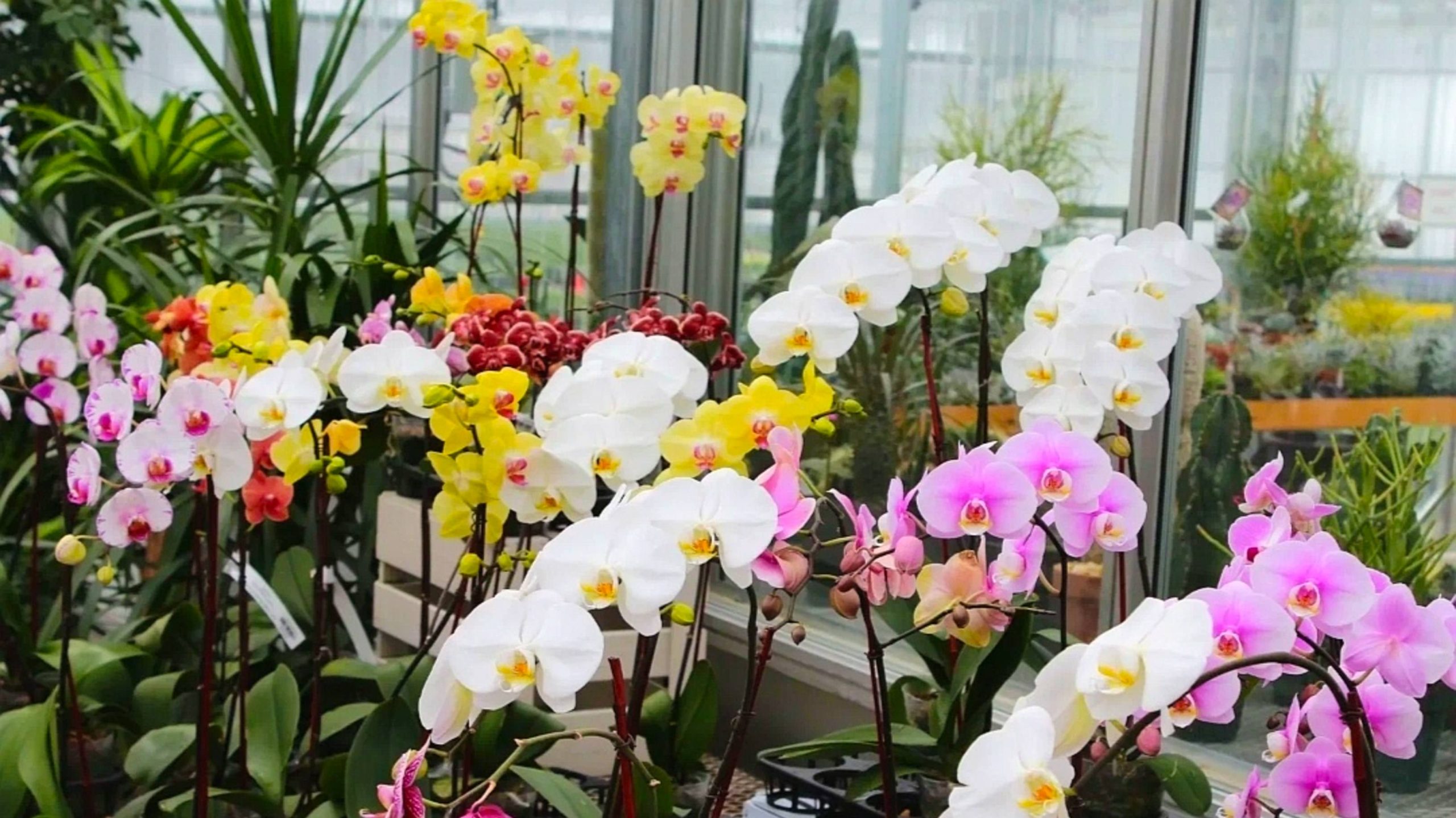 Nimm den Topf und stell ihn in eine Schüssel. Danke nicht, aber das ist die beste Art, eine Orchidee zu düngen. Nach dieser Behandlung blüht sie, bevor du dich versiehst.
