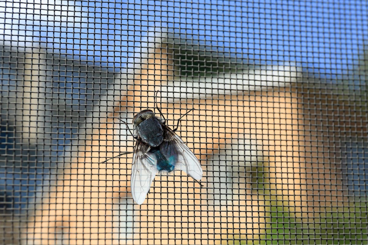 Fliegen