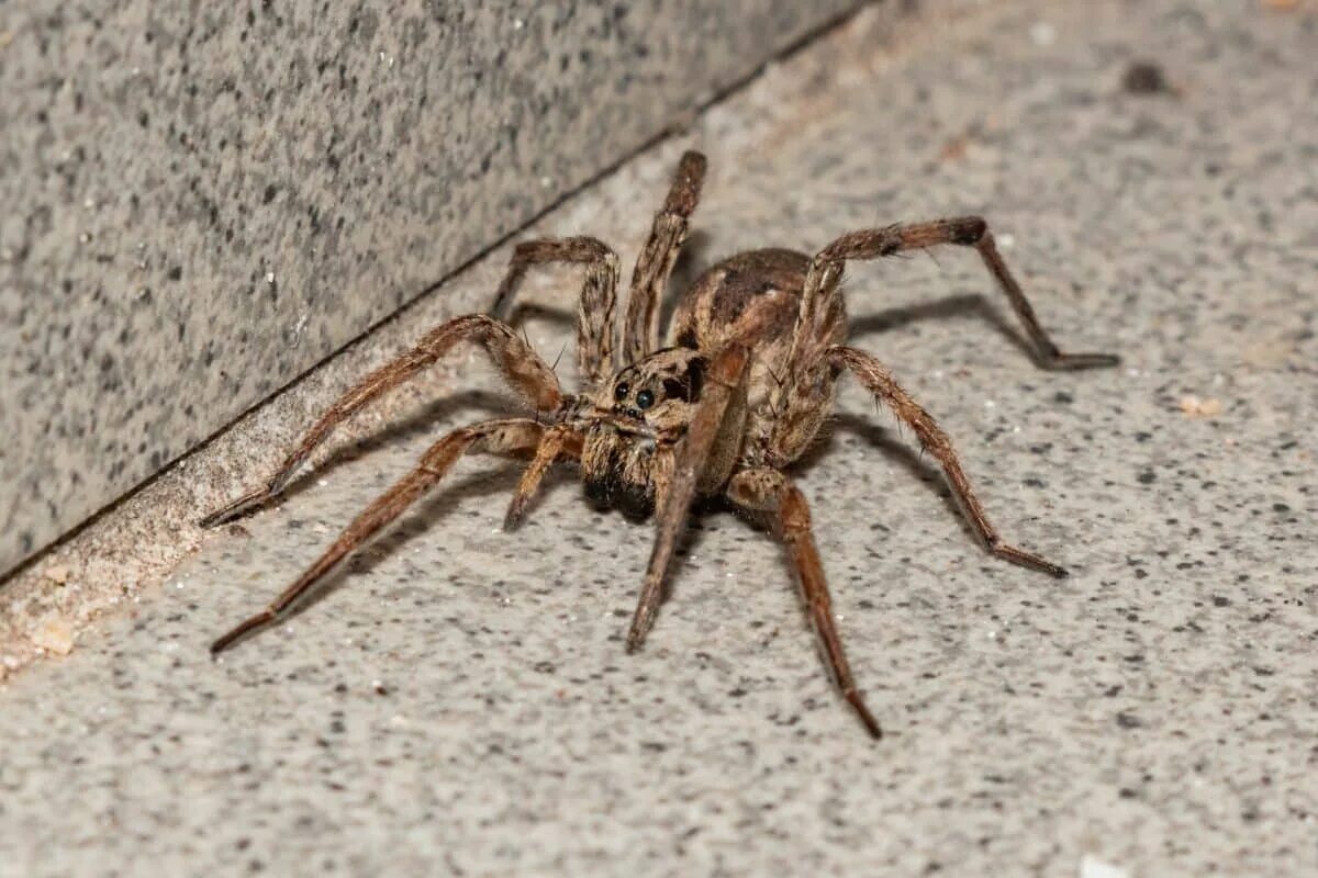 Am Flughafen in Deutschland wurden 1500 Spinnen entdeckt, die in Kekspackungen versteckt waren: Sie kamen aus Vietnam
